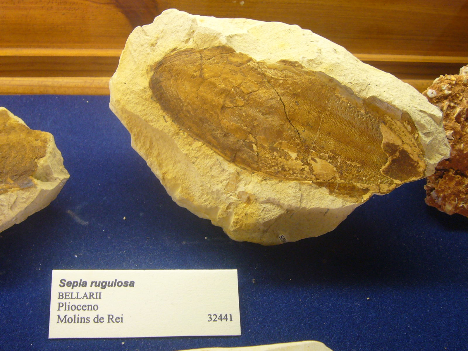 Museu Geologic del Seminari de Barcelona