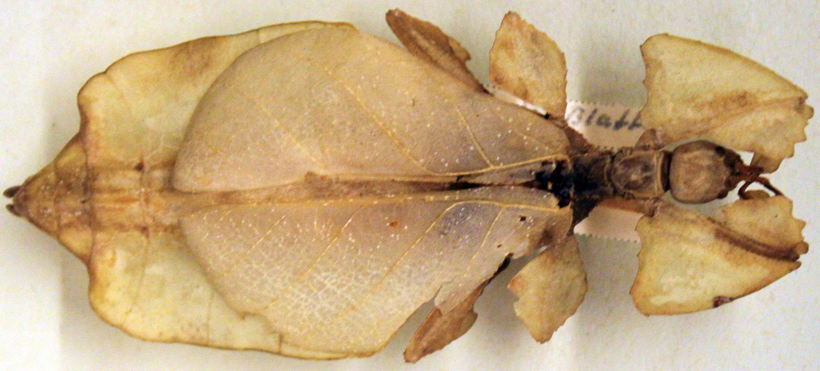 Museum für Naturkunde