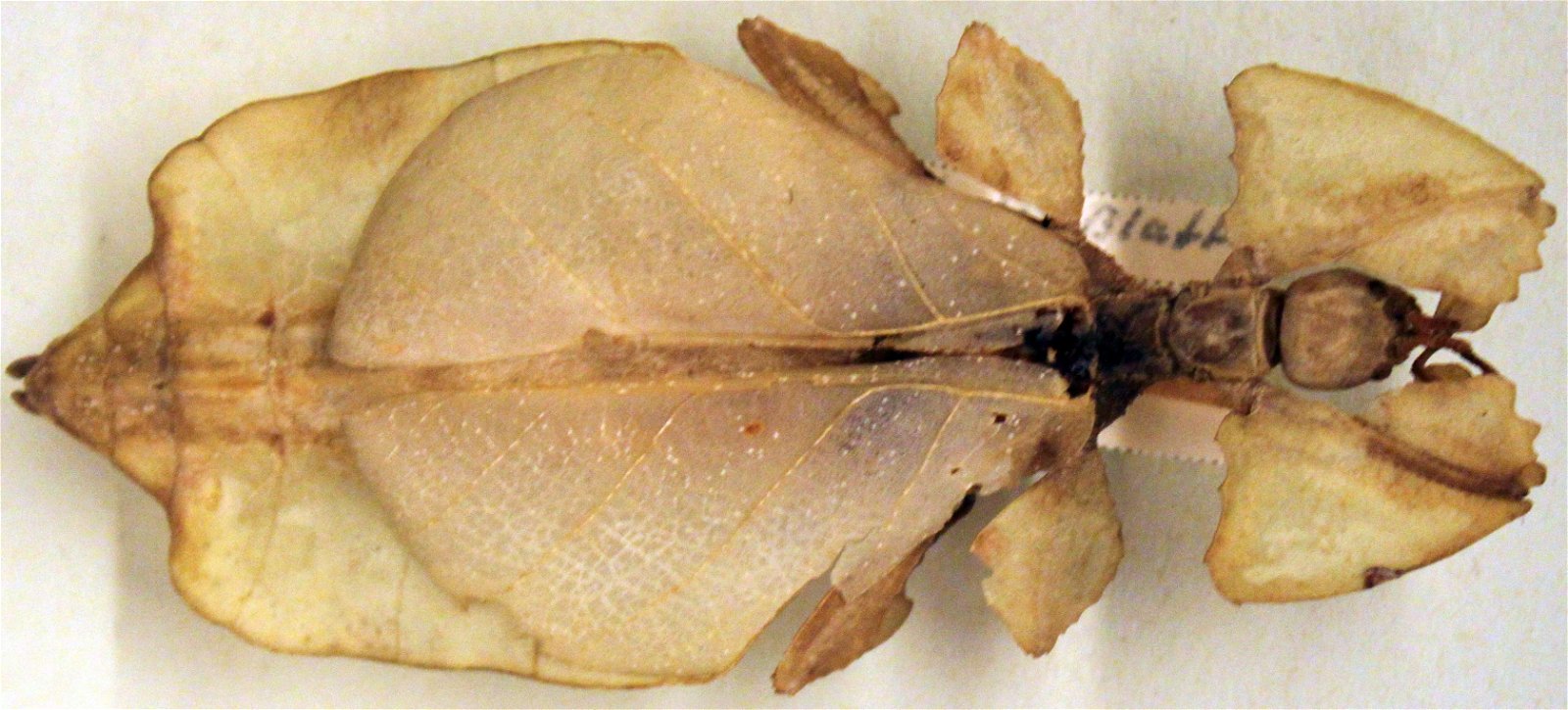 Natural History Museum Berlin