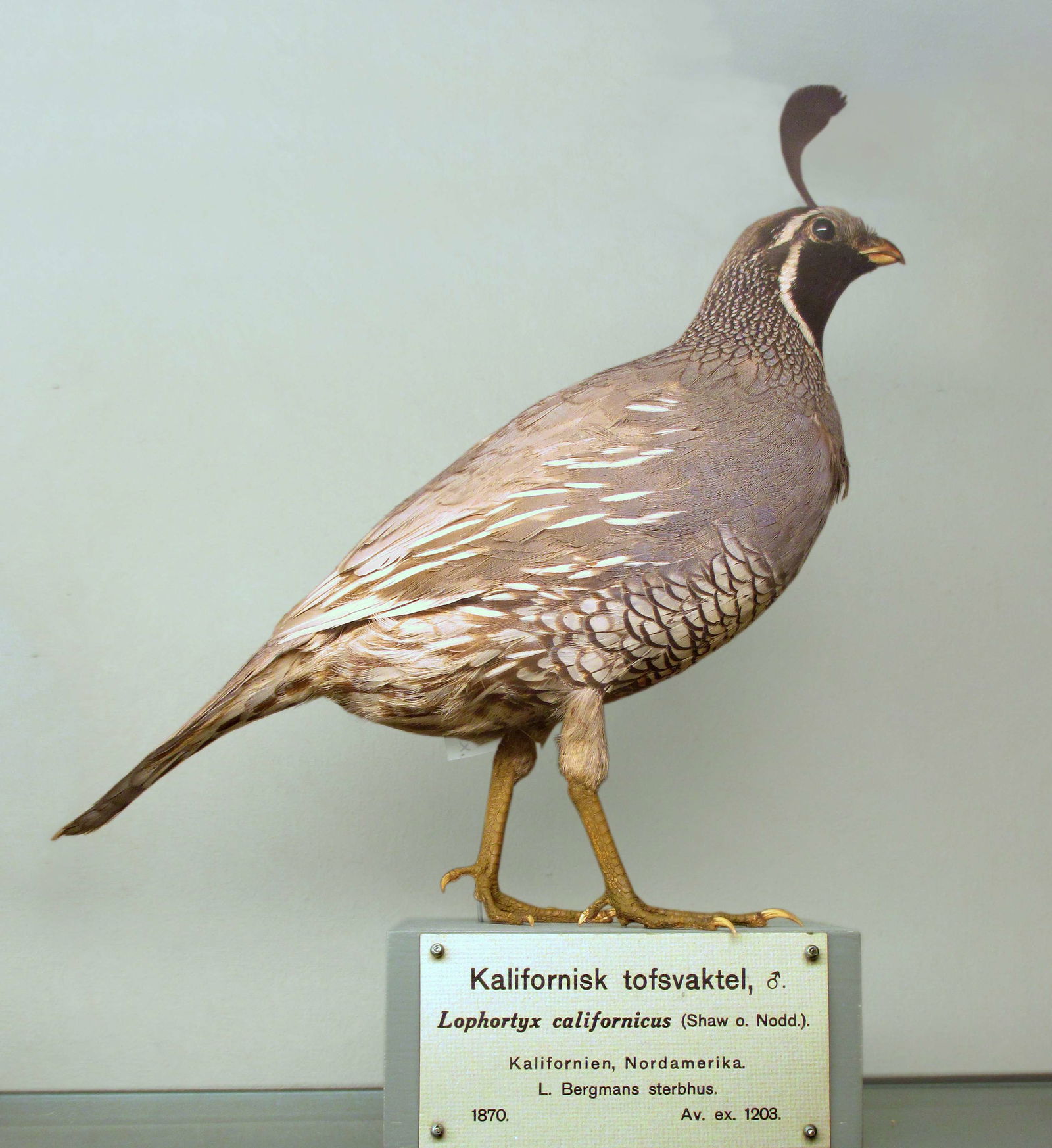 Göteborg Natural History Museum