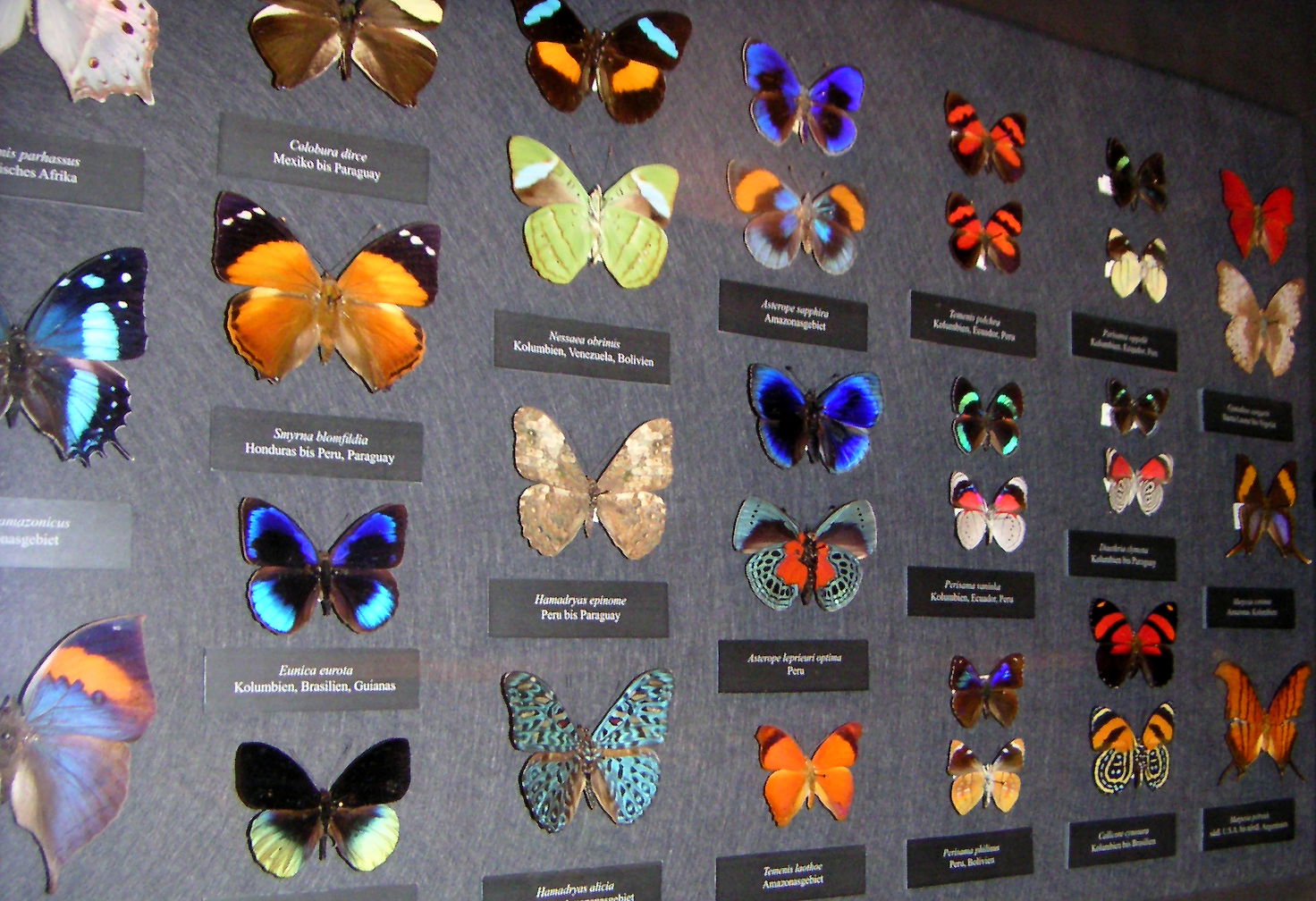 Naturhistorisches Museum