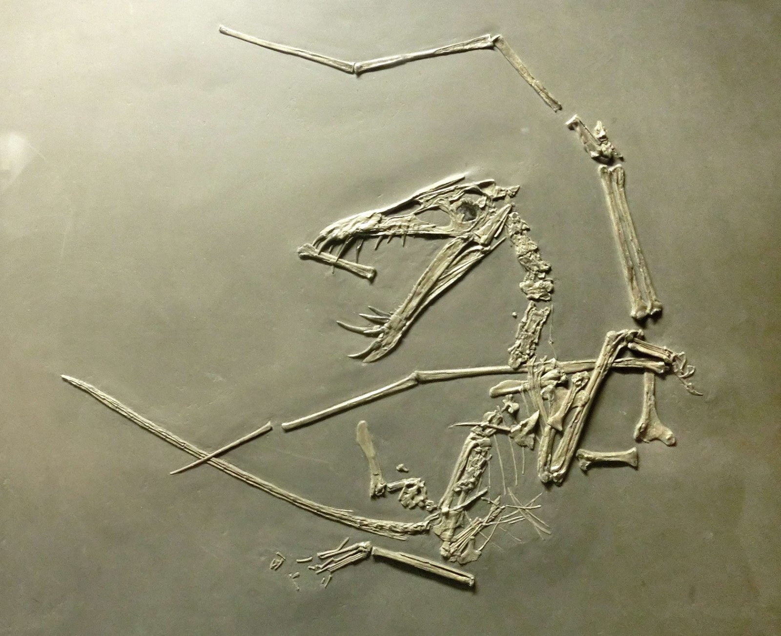 Göteborg Natural History Museum