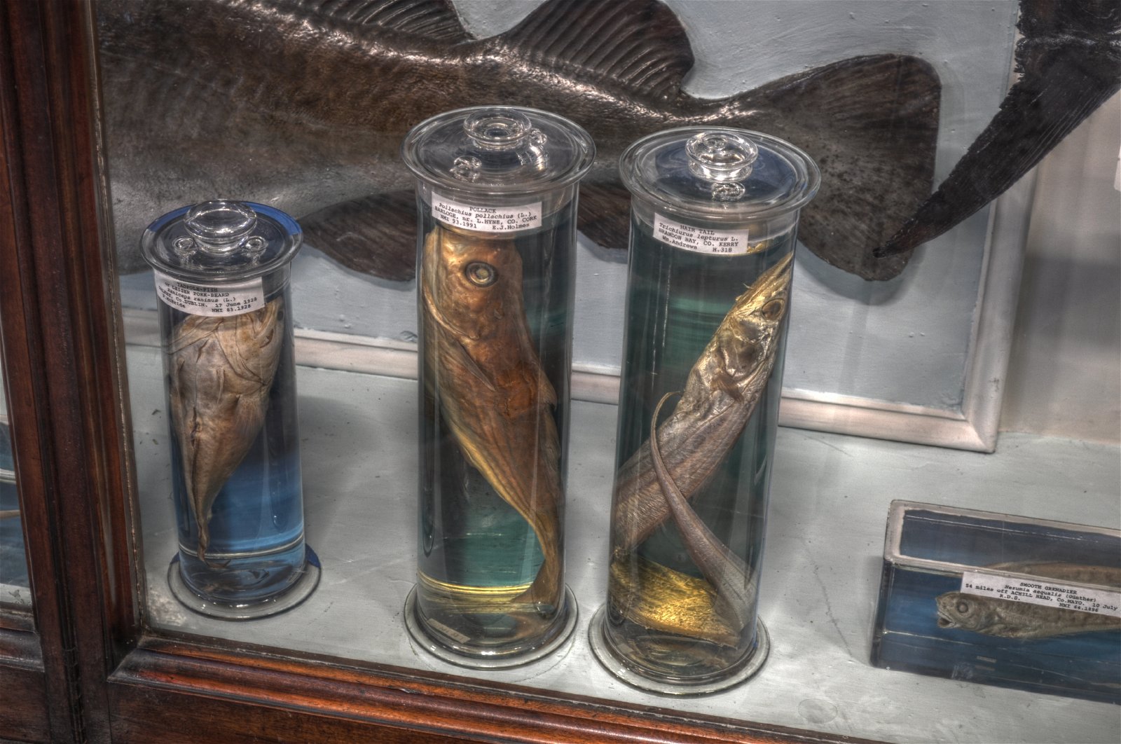 National Museum of Ireland - Natural History