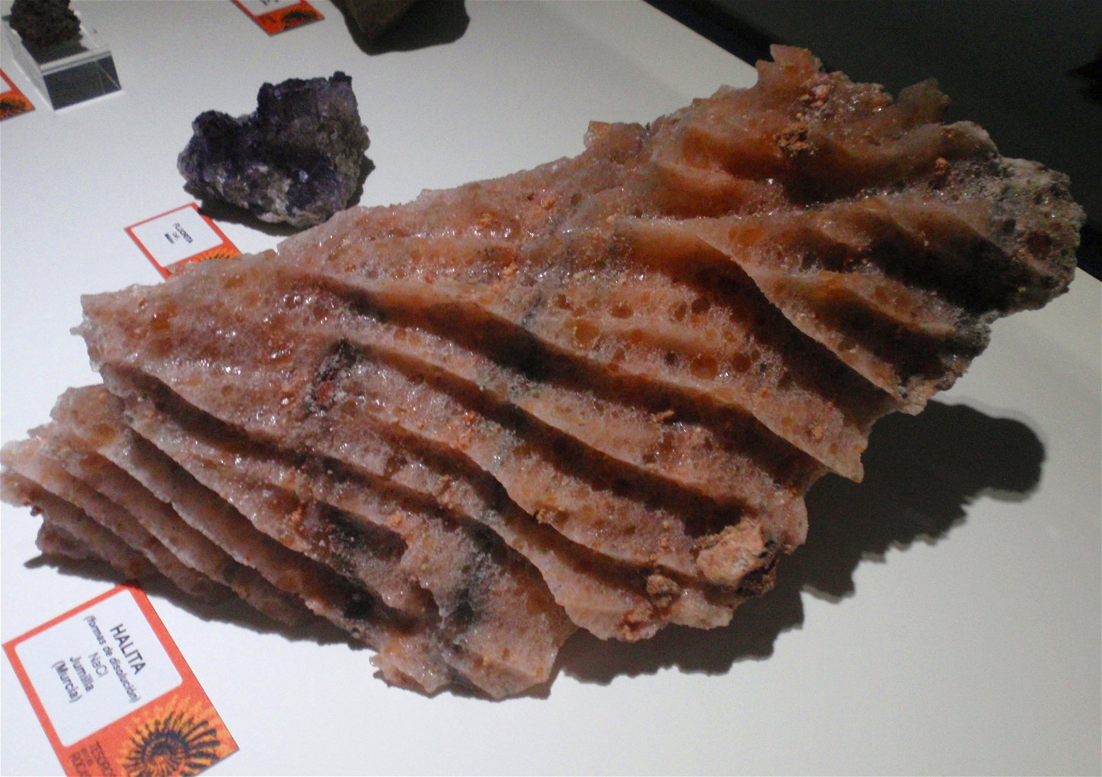 Museo Elder de la Ciencia y la Tecnología