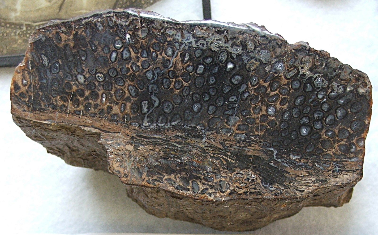 Sedgwick Museum of Earth Sciences