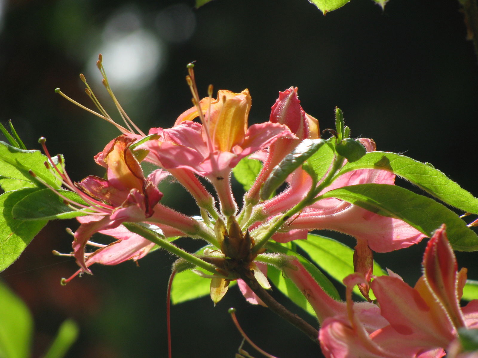 Arboretum de Kalmthout