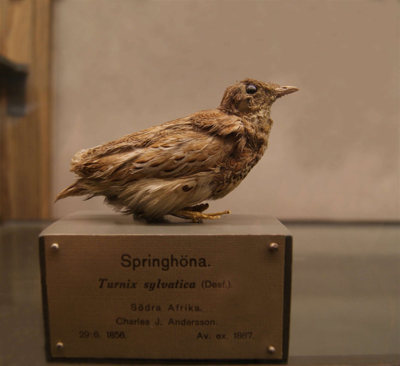 Göteborg Natural History Museum