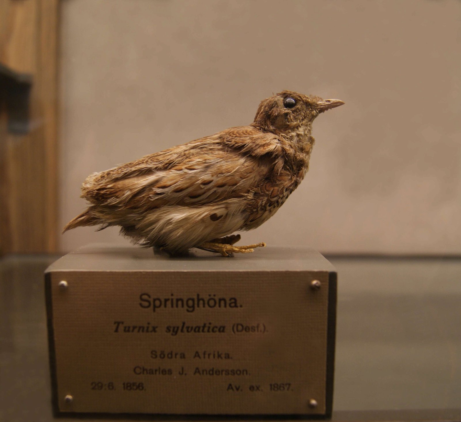 Göteborg Natural History Museum