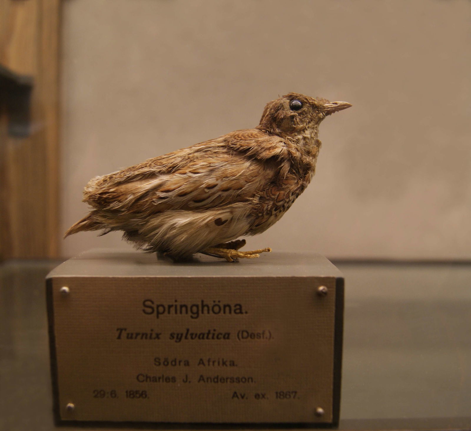 Göteborg Natural History Museum