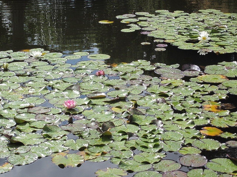 Picton Castle and Gardens