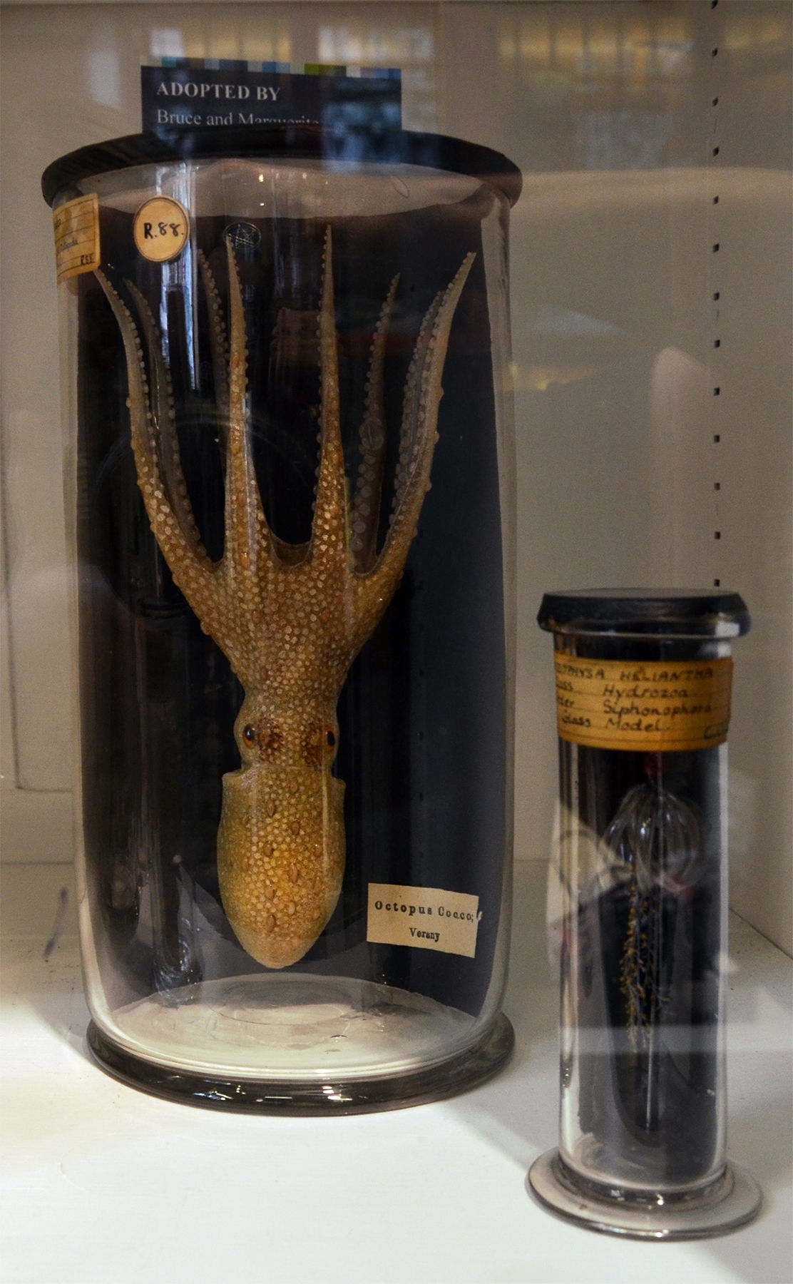 Grant Museum of Zoology