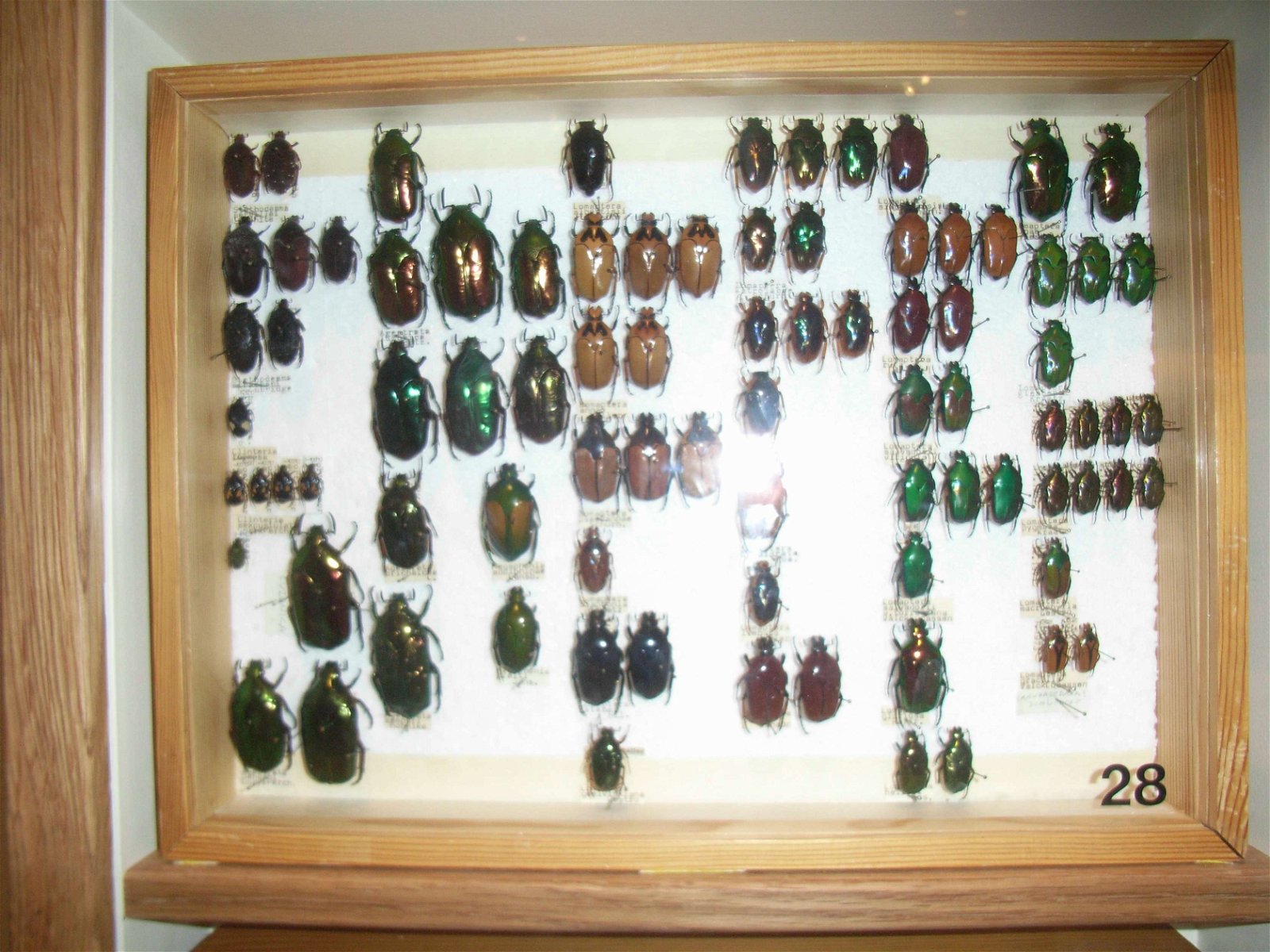 Swedish Museum of Natural History