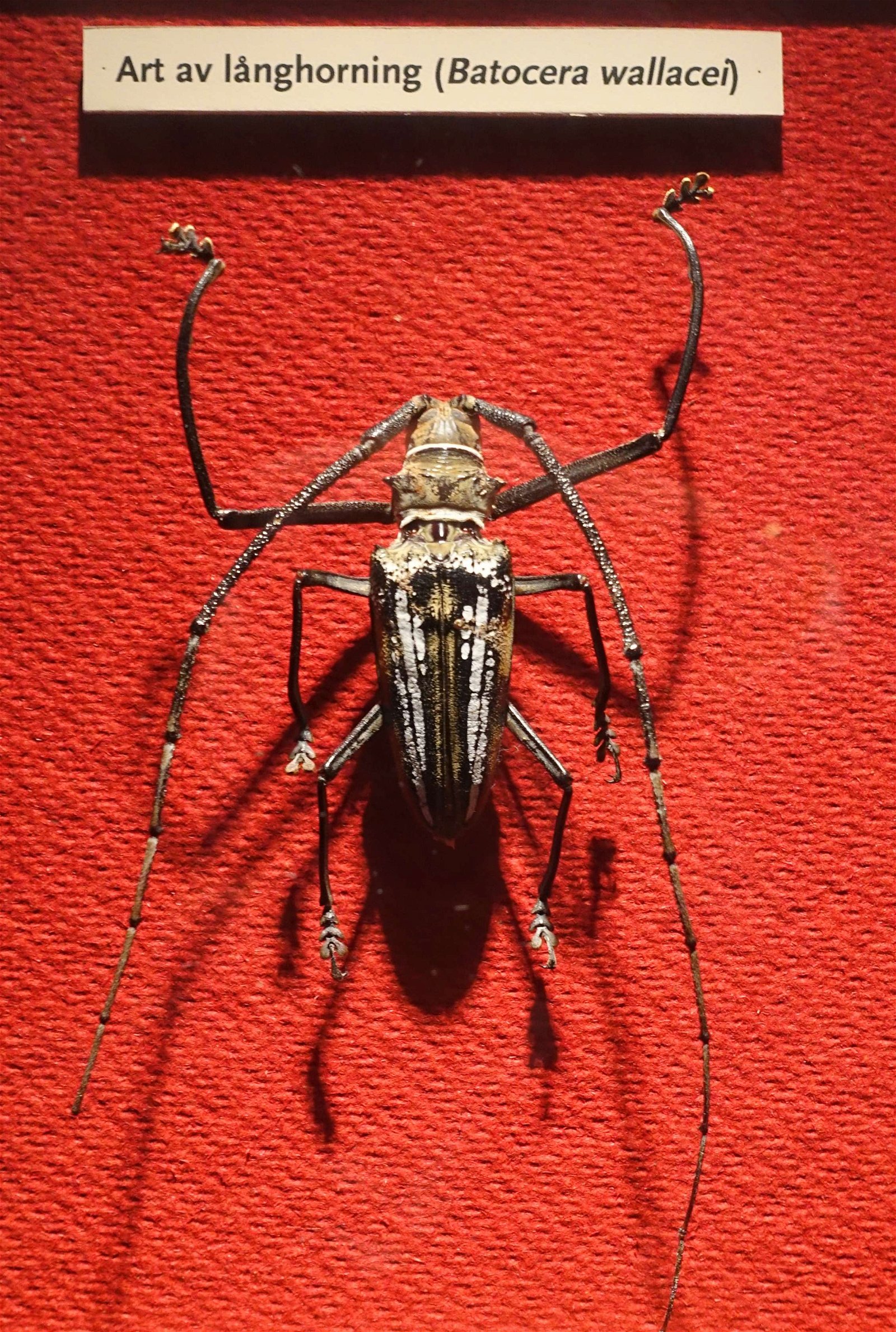 Swedish Museum of Natural History