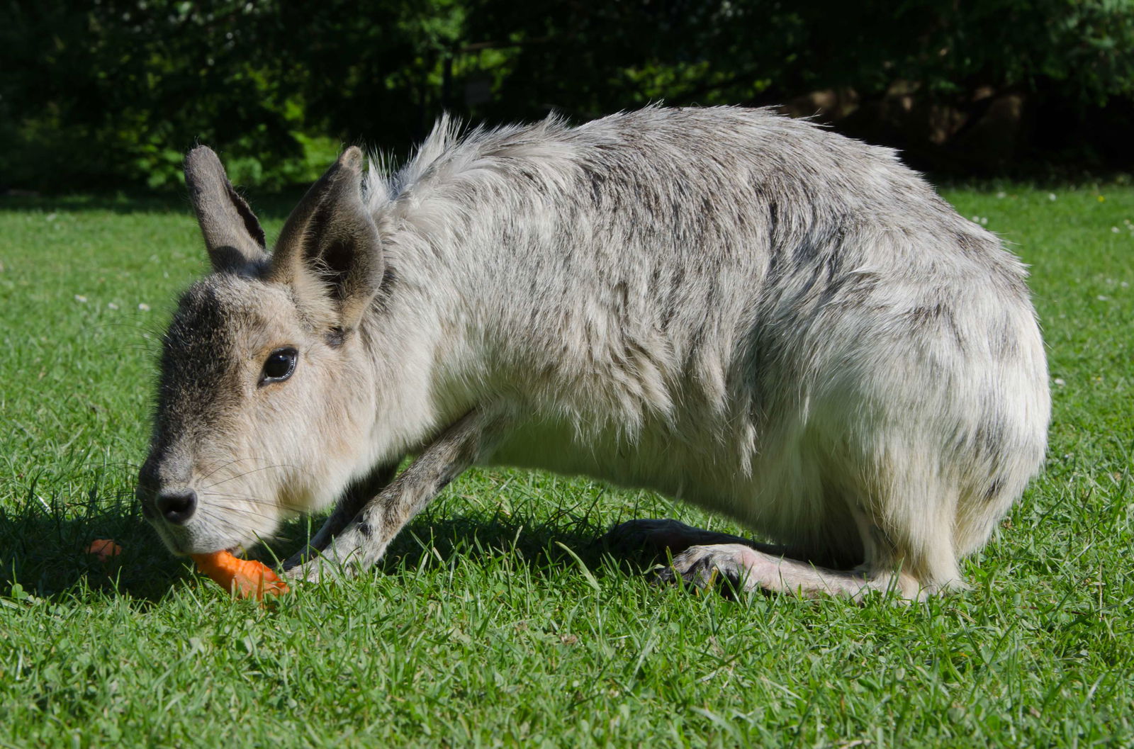 Tierpark Hagenbeck