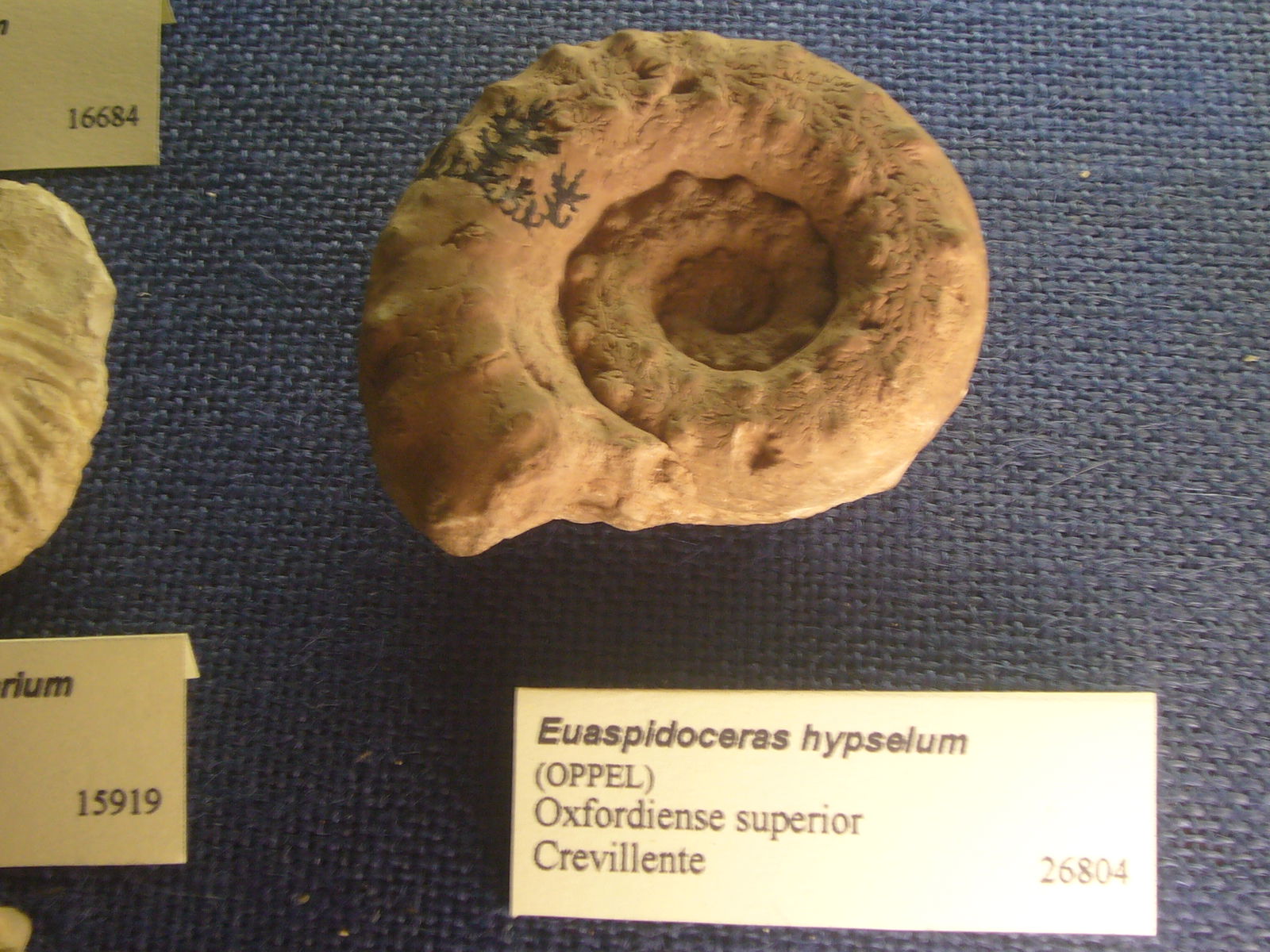 Museu Geologic del Seminari de Barcelona