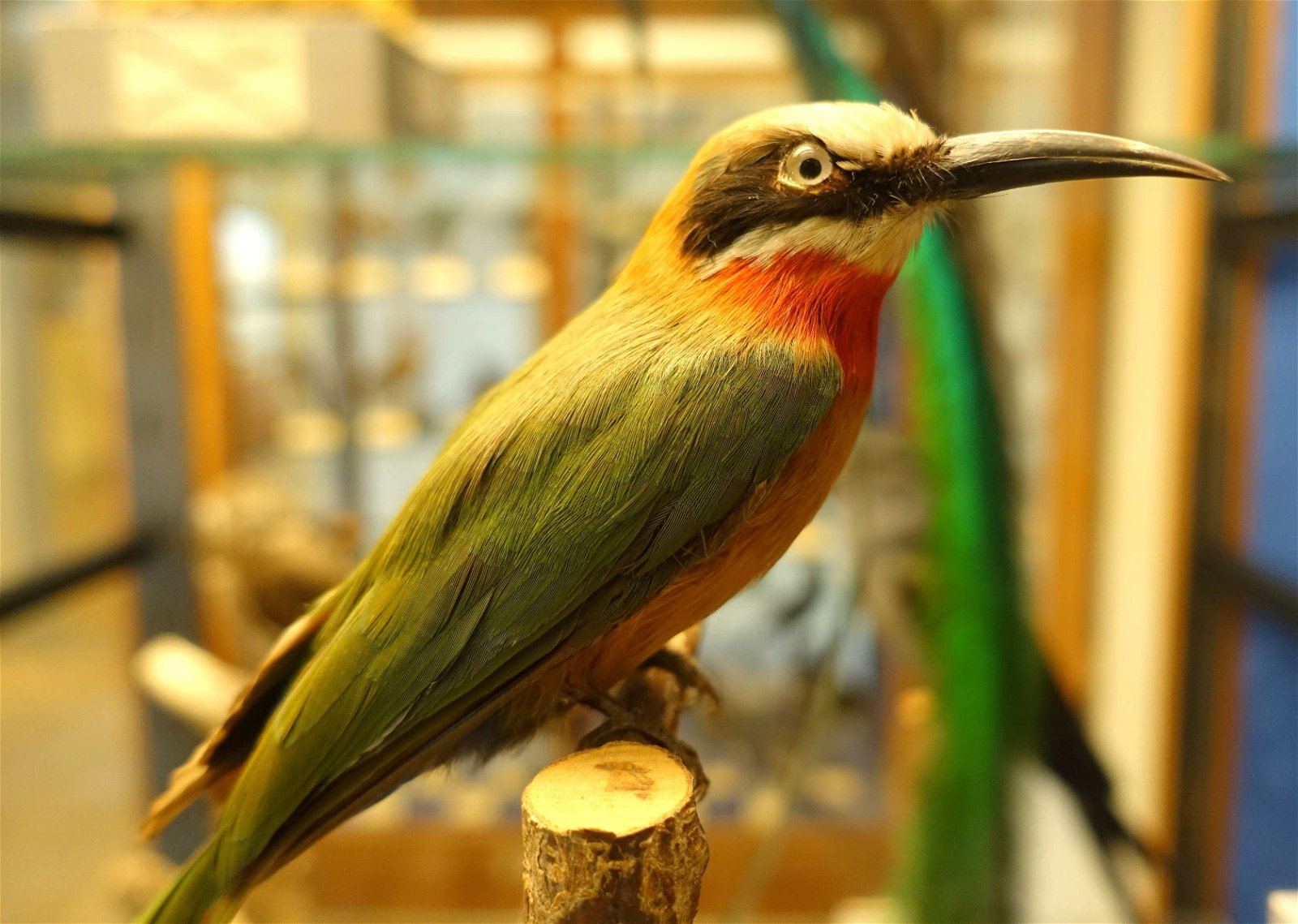 Swedish Museum of Natural History