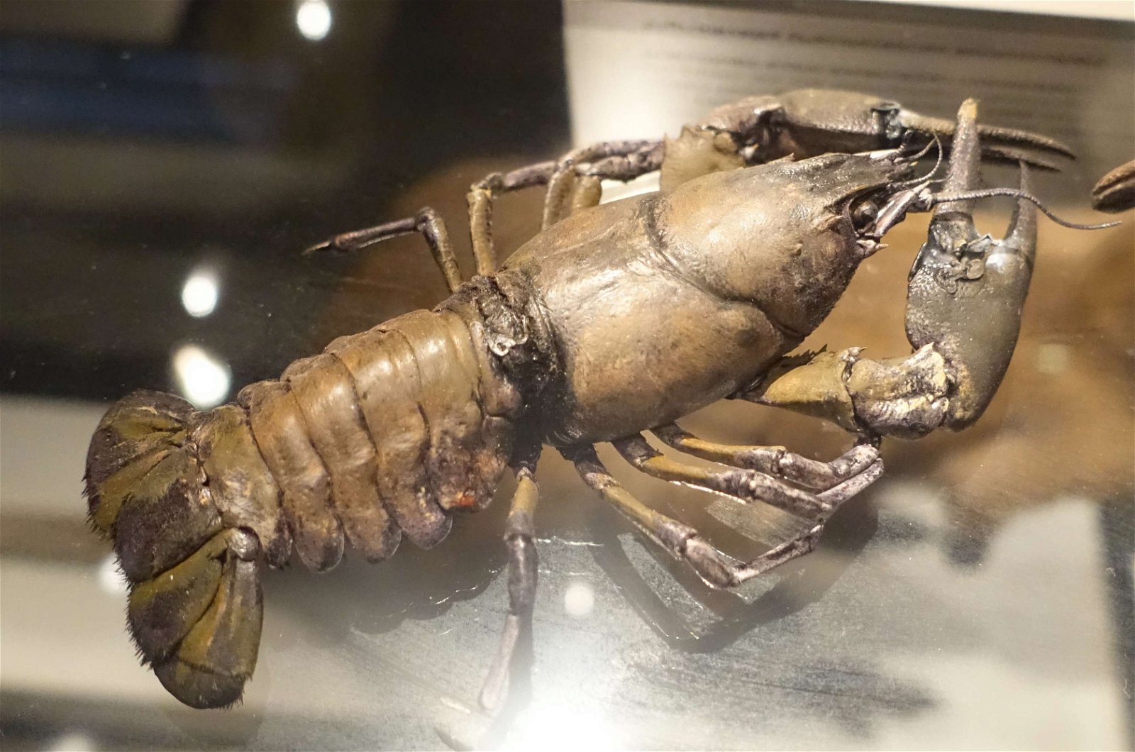 Swedish Museum of Natural History