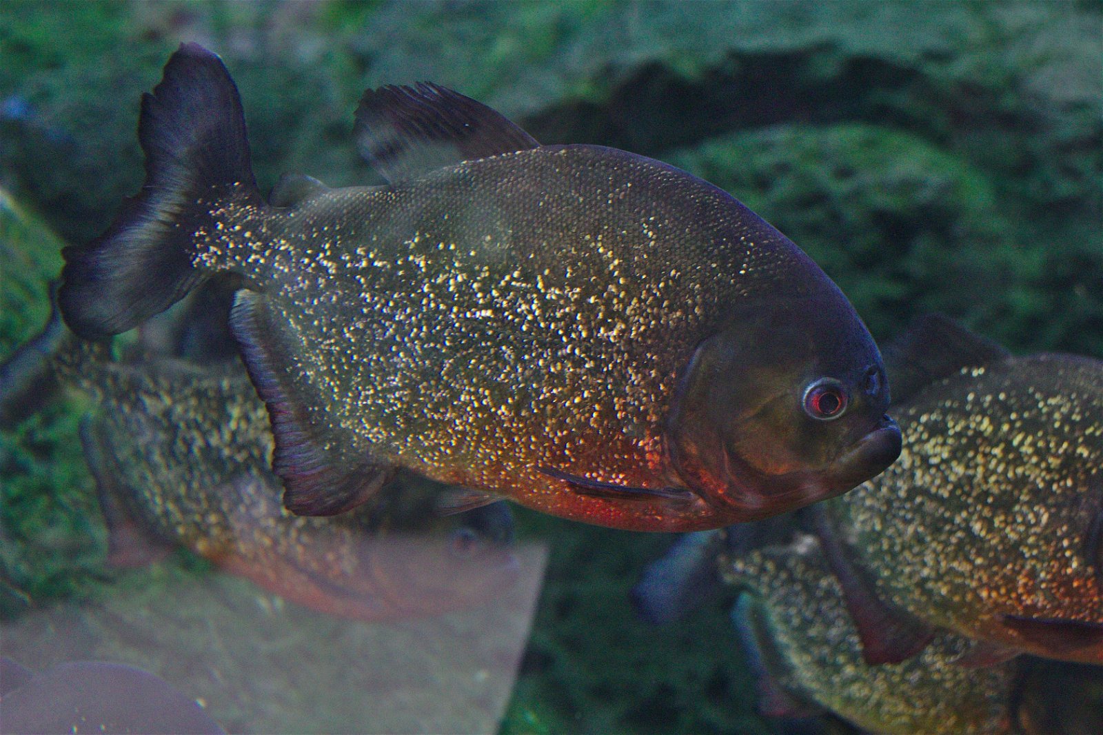 Parc zoologique de Paris