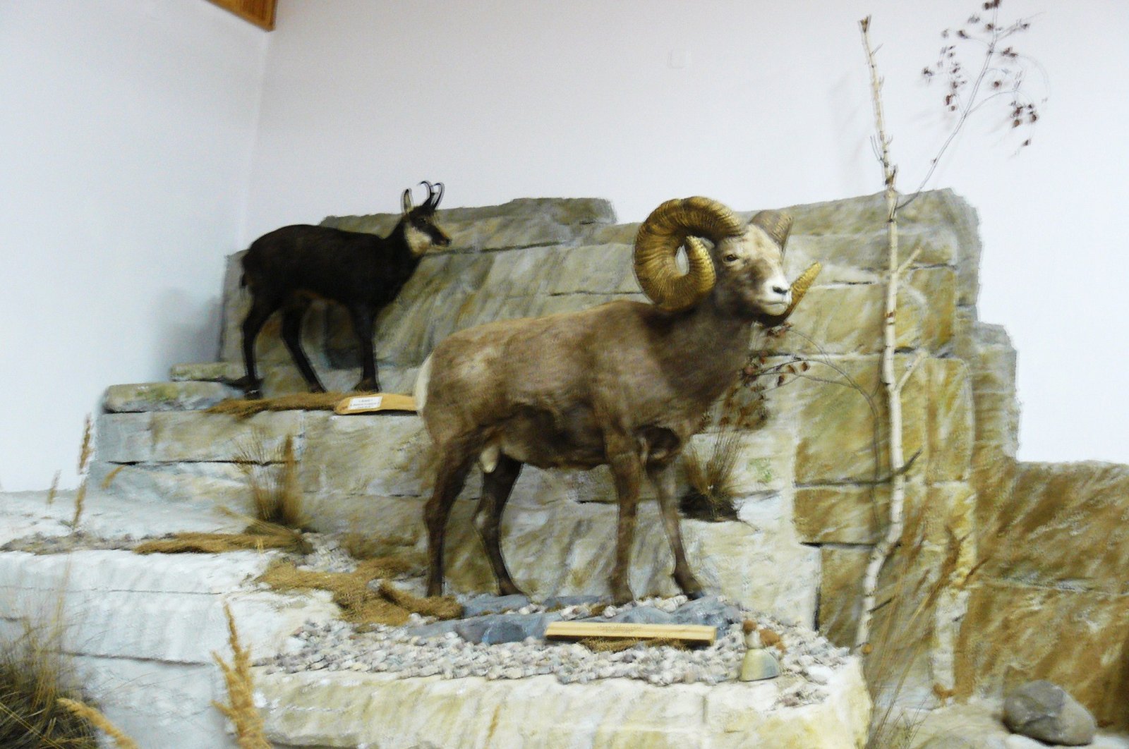Museum of Natural Environment and Hunting
