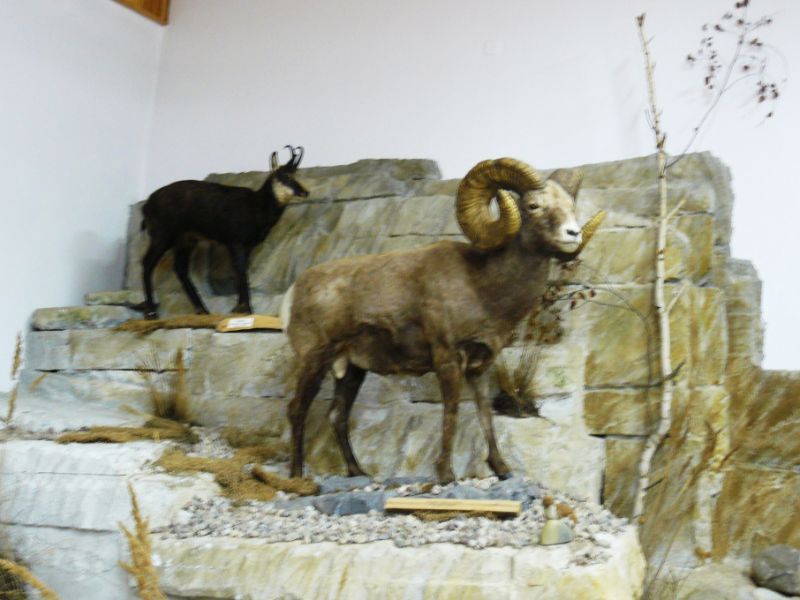 Museum of Natural Environment and Hunting