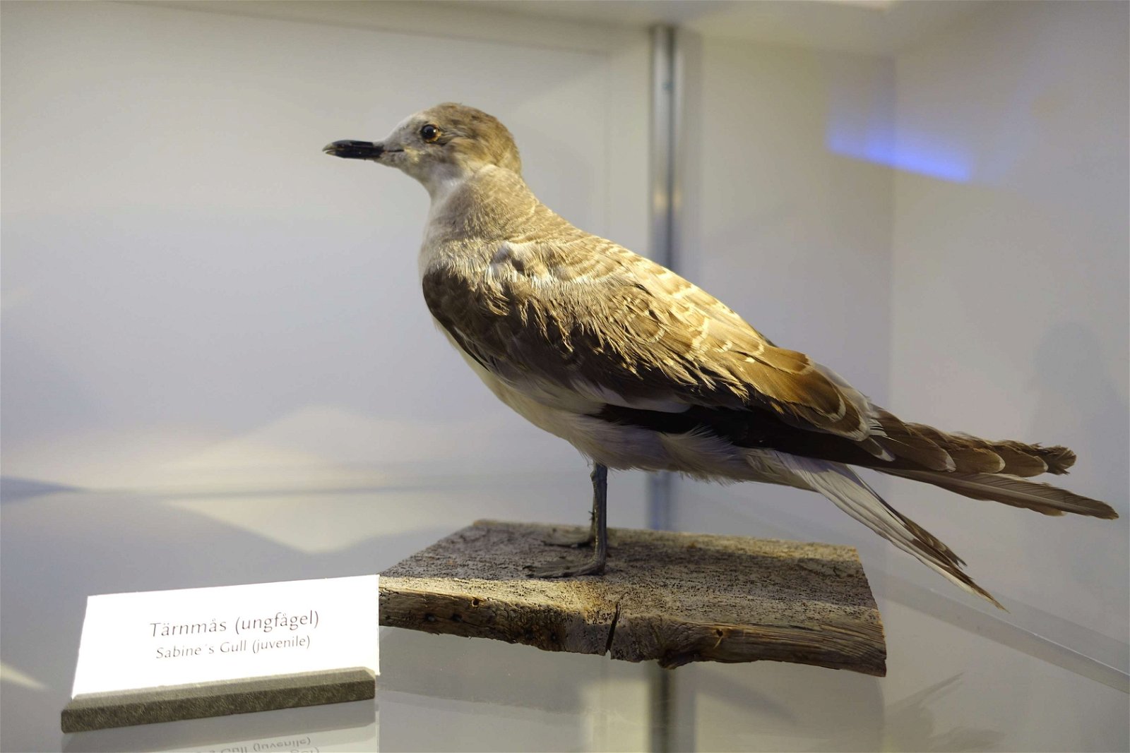 Swedish Museum of Natural History