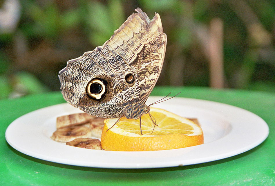 Schmetterlinghaus Hofburg