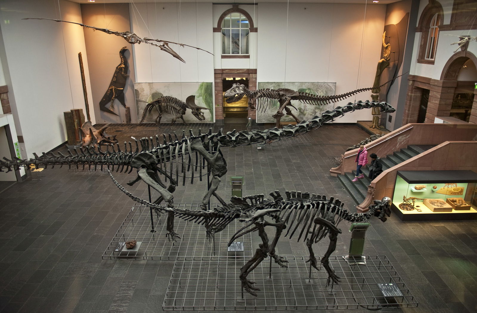 Senckenberg Natural History Museum