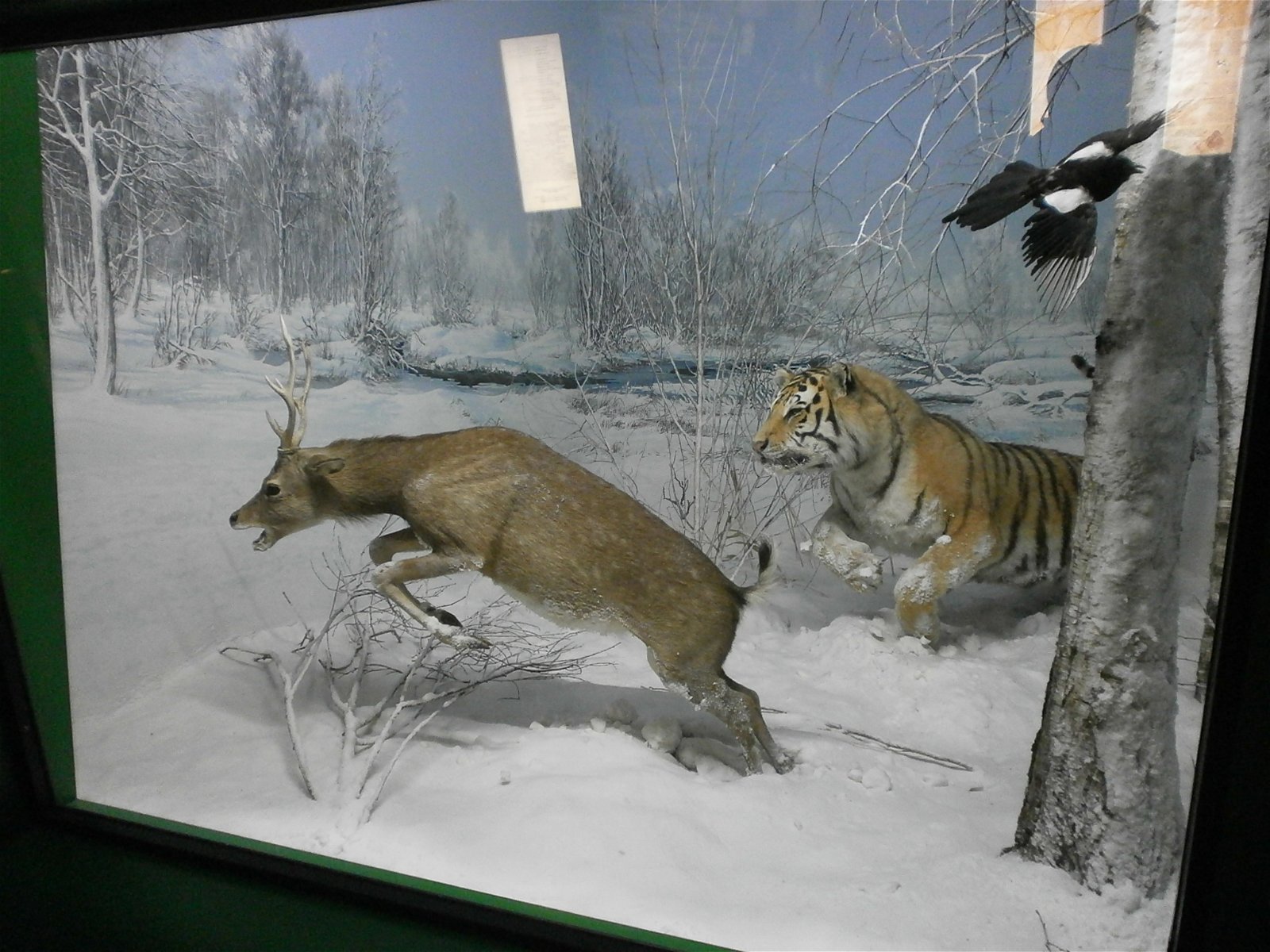 Museum of Natural History