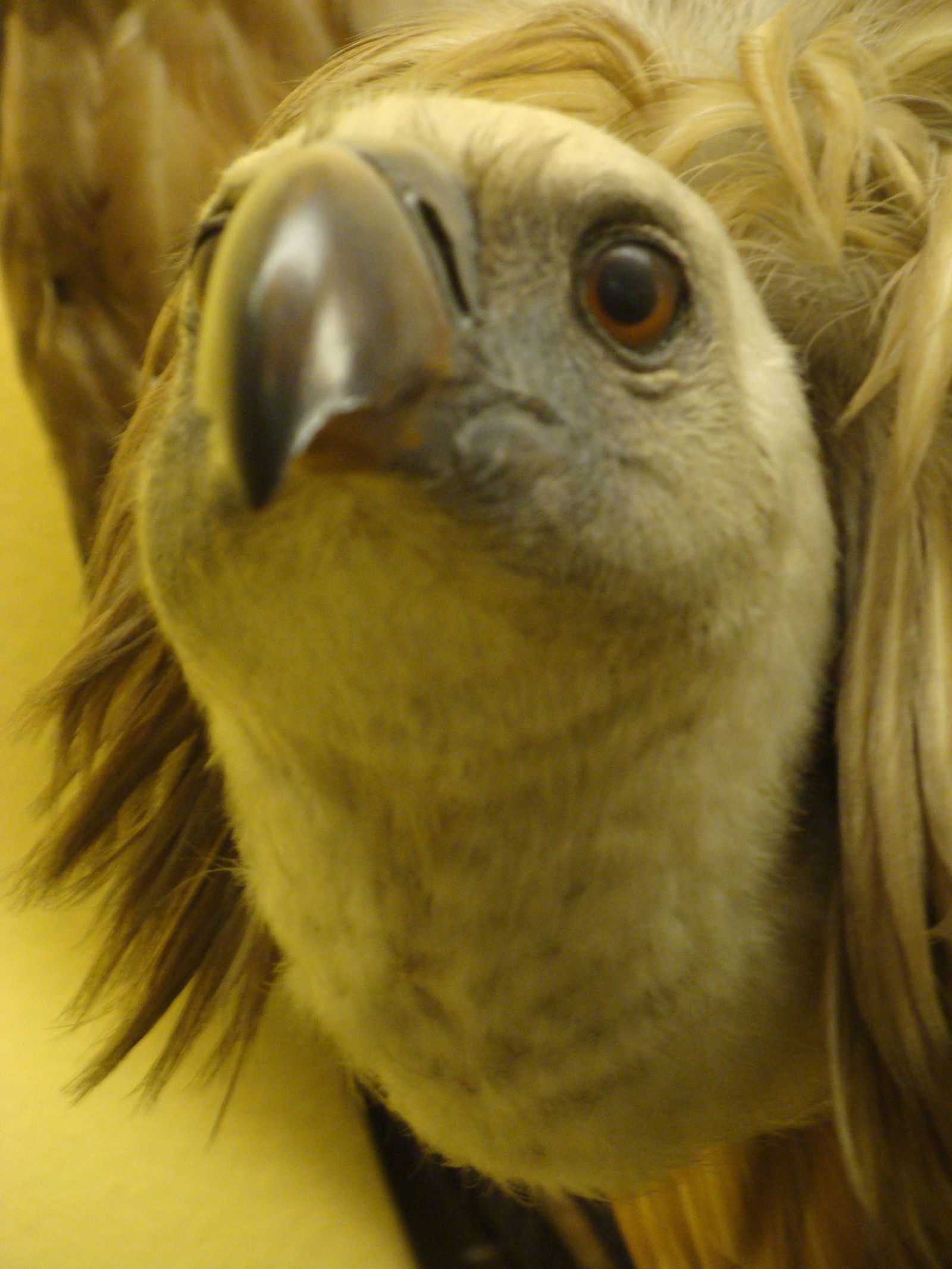 Natural History Museum