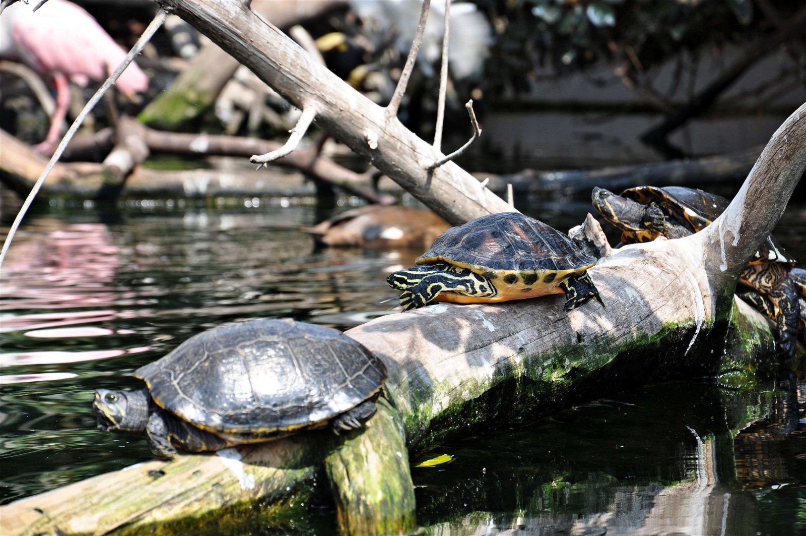 Oceanogràfic of Valencia