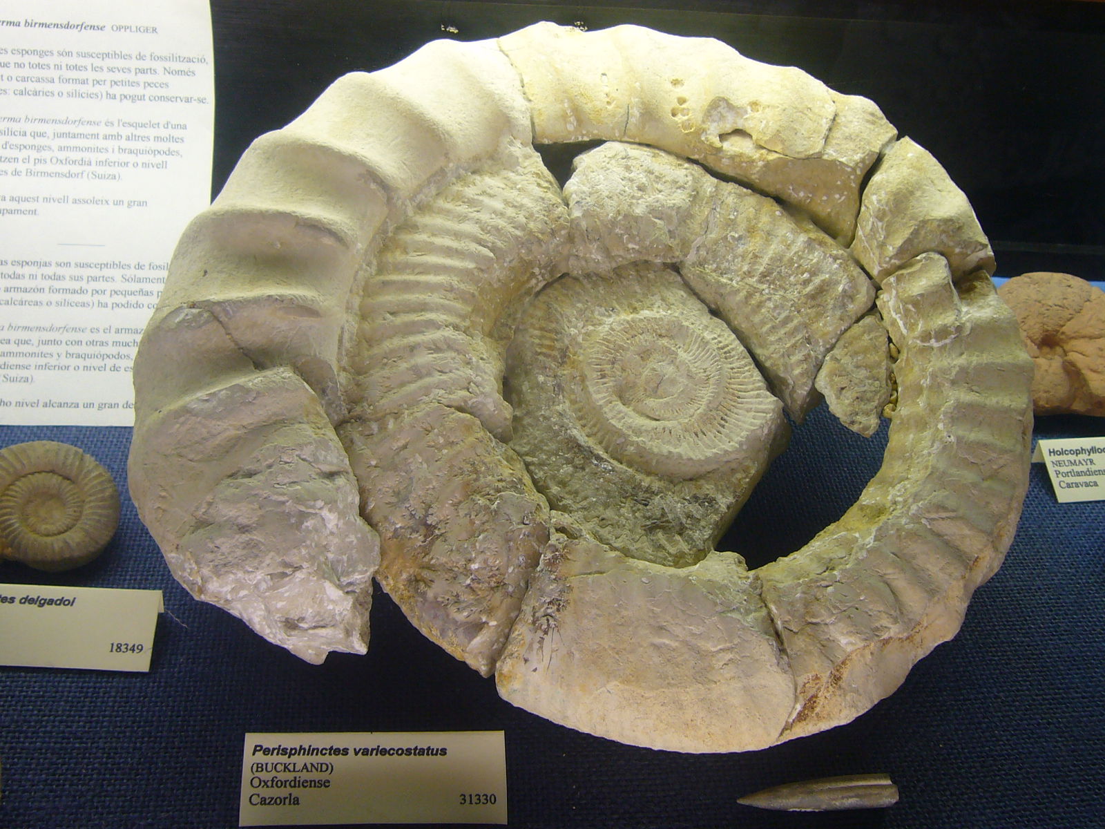 Museu Geologic del Seminari de Barcelona