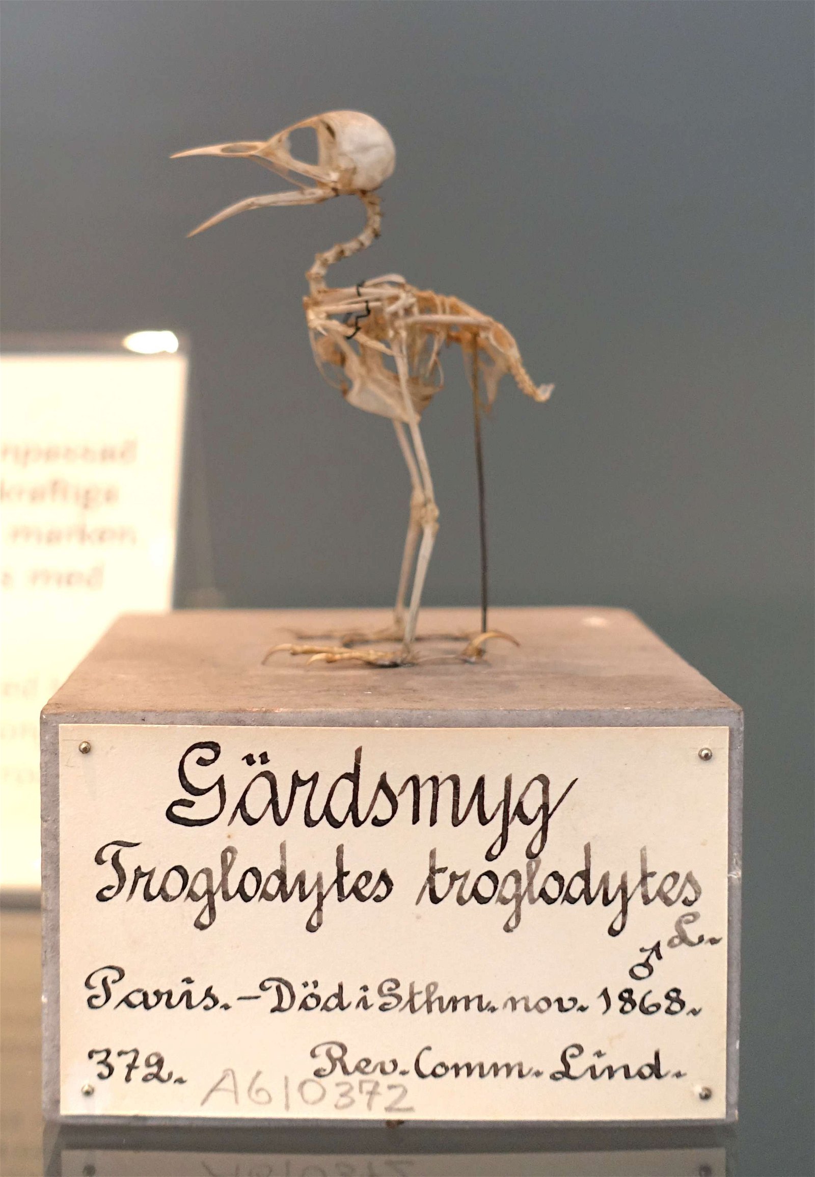 Swedish Museum of Natural History