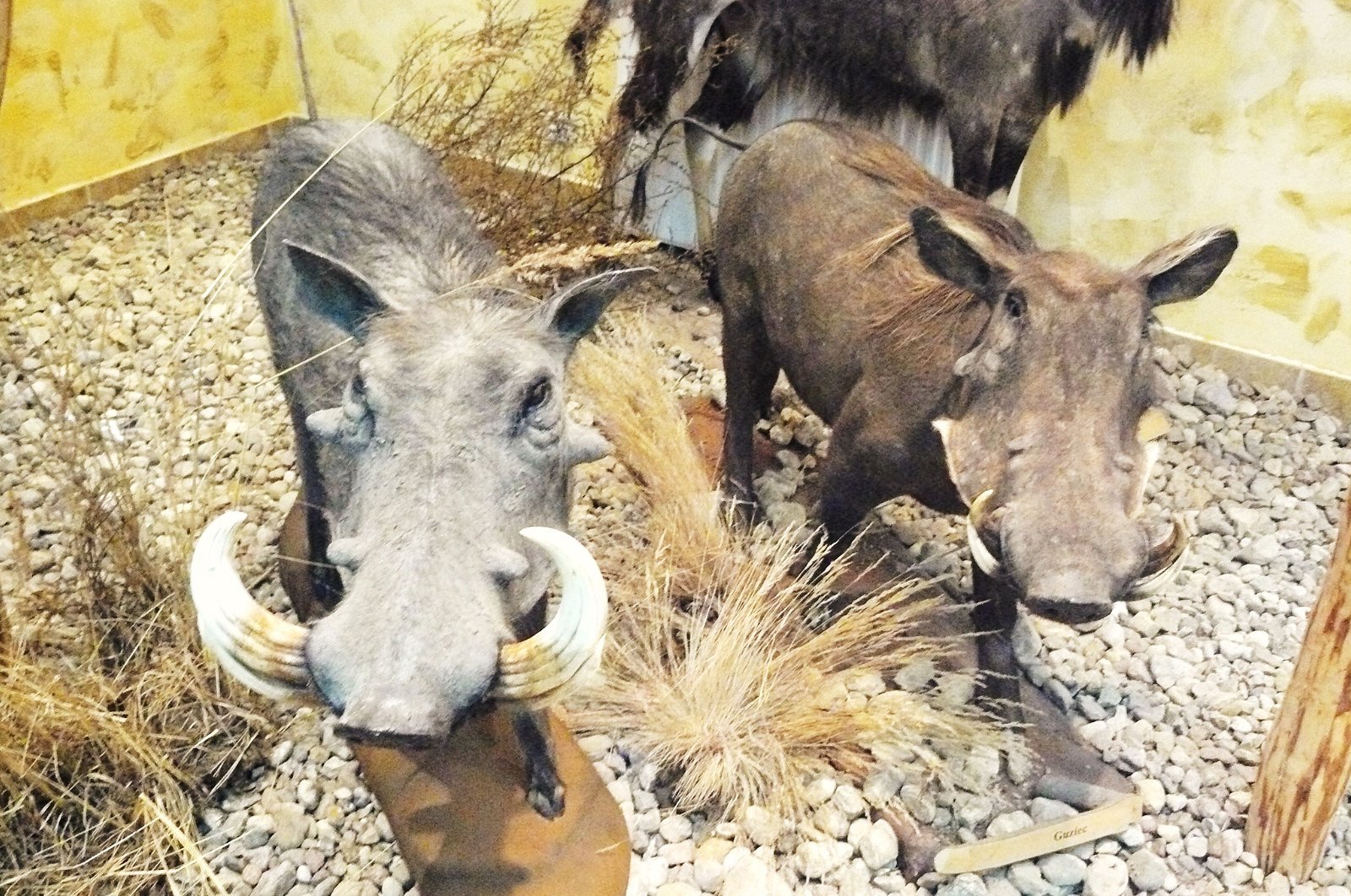 Museum of Natural Environment and Hunting