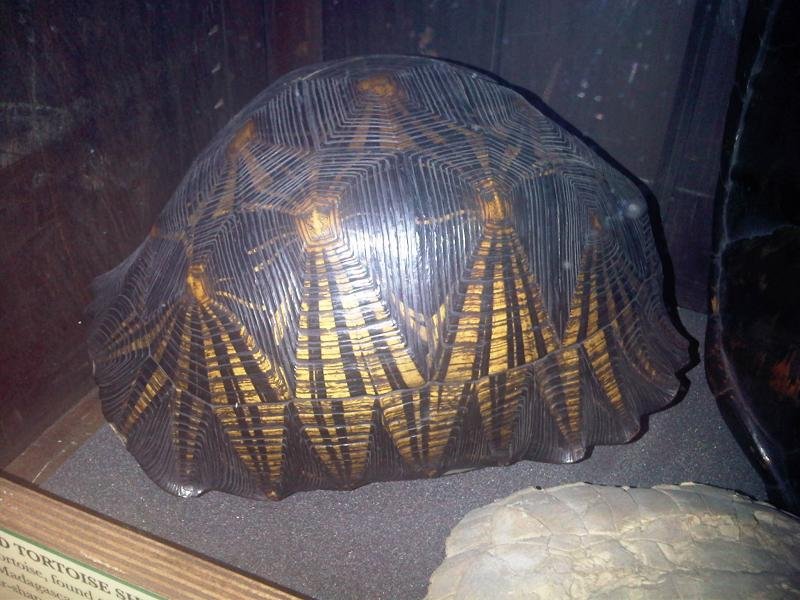 Grant Museum of Zoology