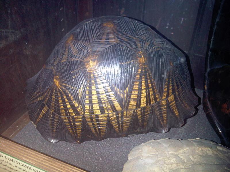 Grant Museum of Zoology