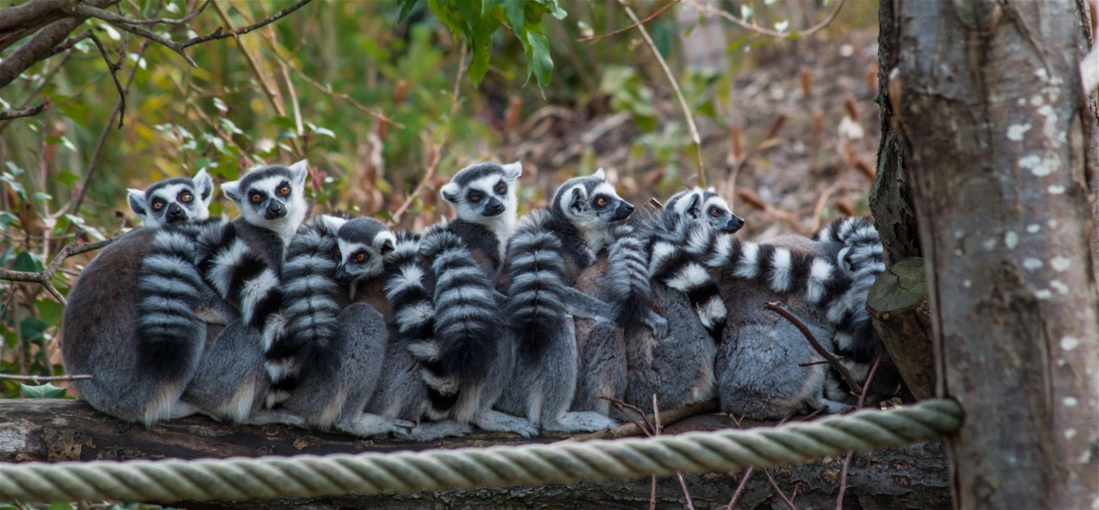 Parc zoologique de Paris