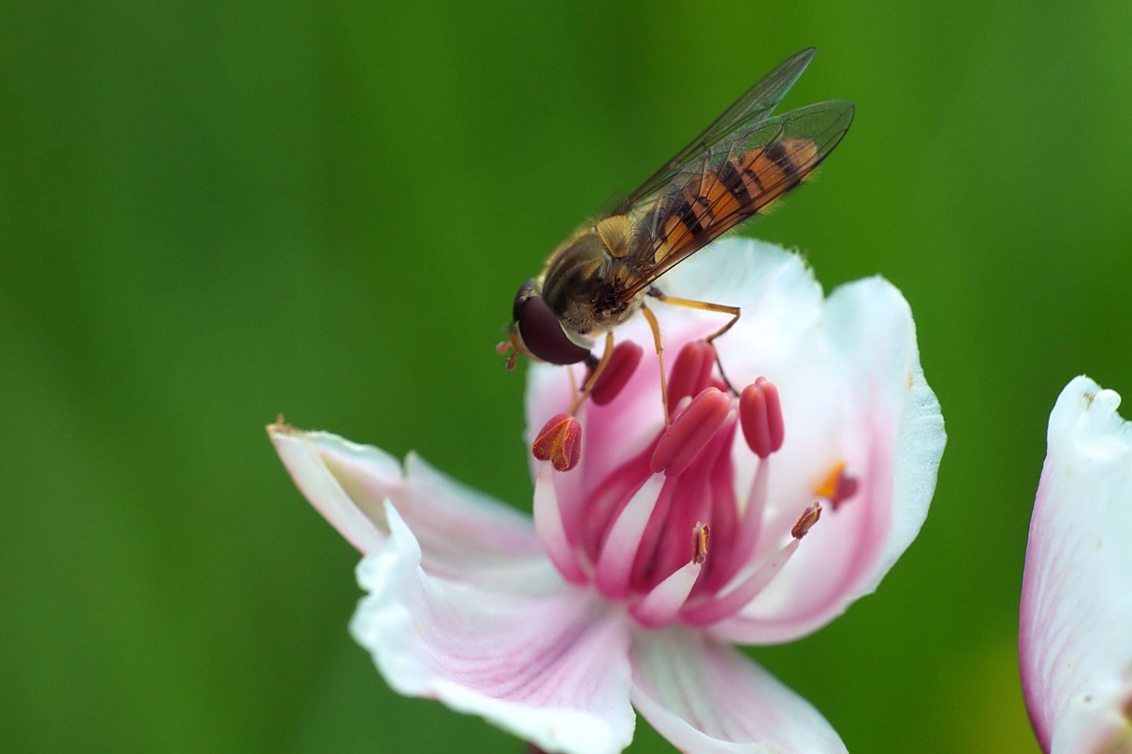 Aarhus Botanical Gardens