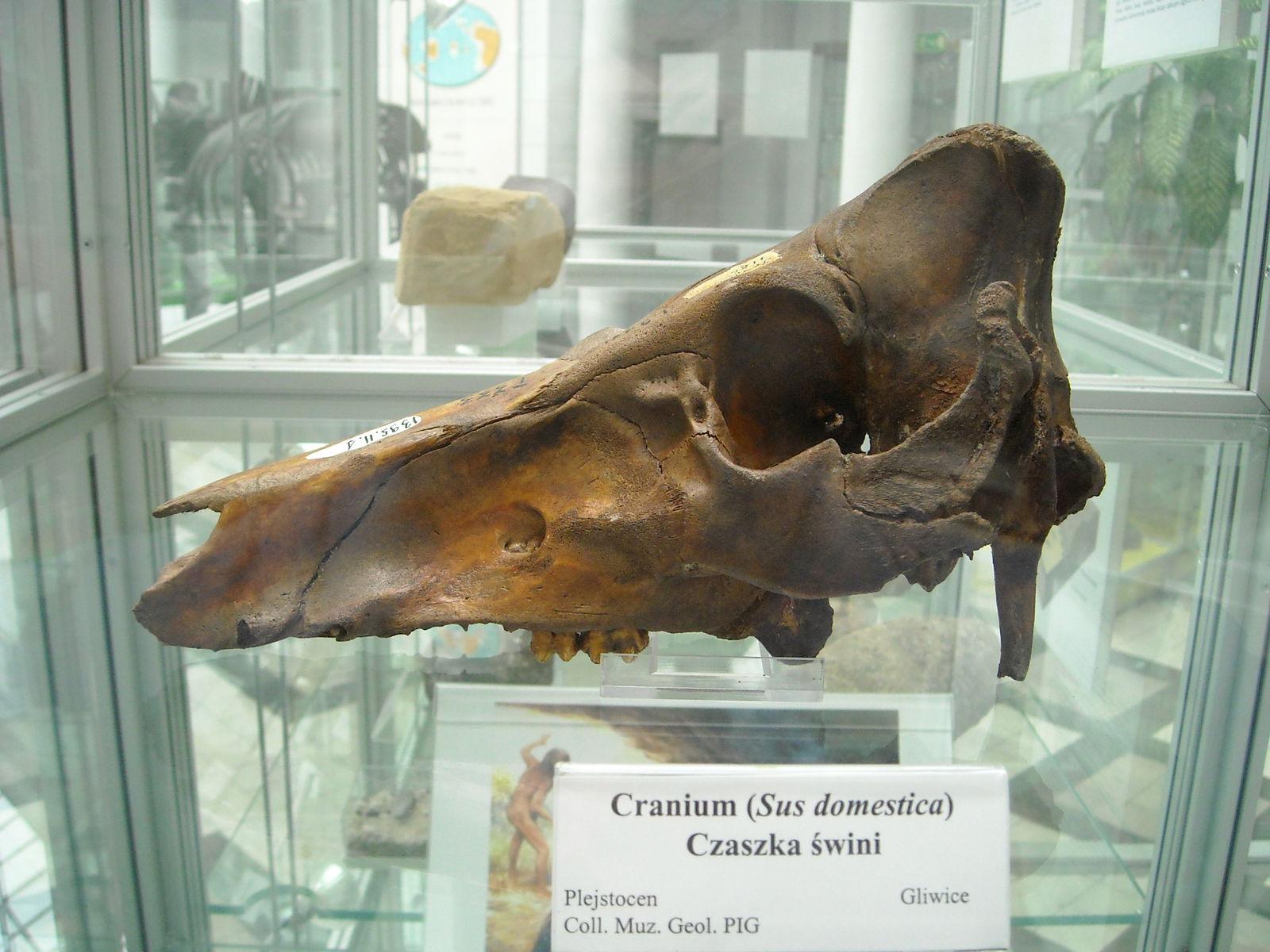 Geological Museum of the Polish Geological Institute