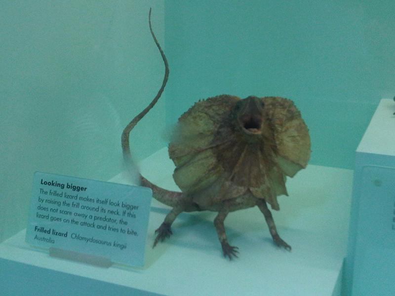 Natural History Museum