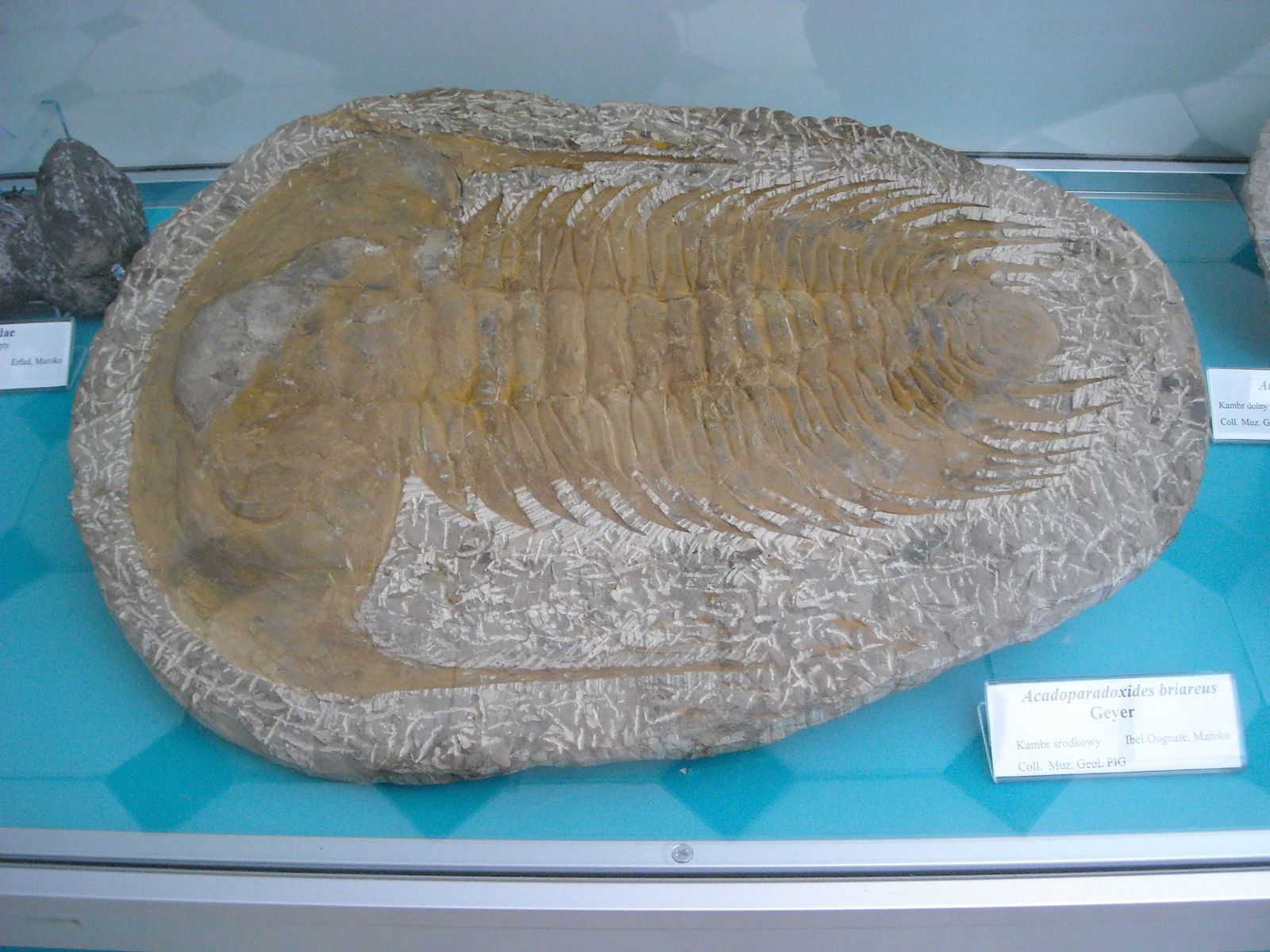 Geological Museum of the Polish Geological Institute