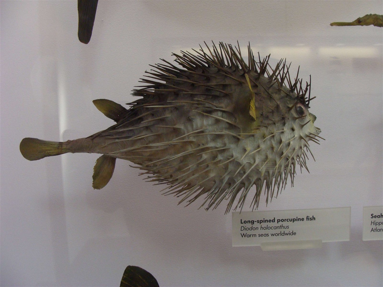 Natural History Museum