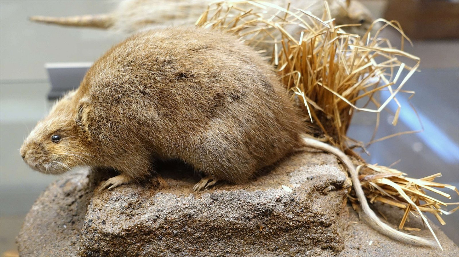 Swedish Museum of Natural History
