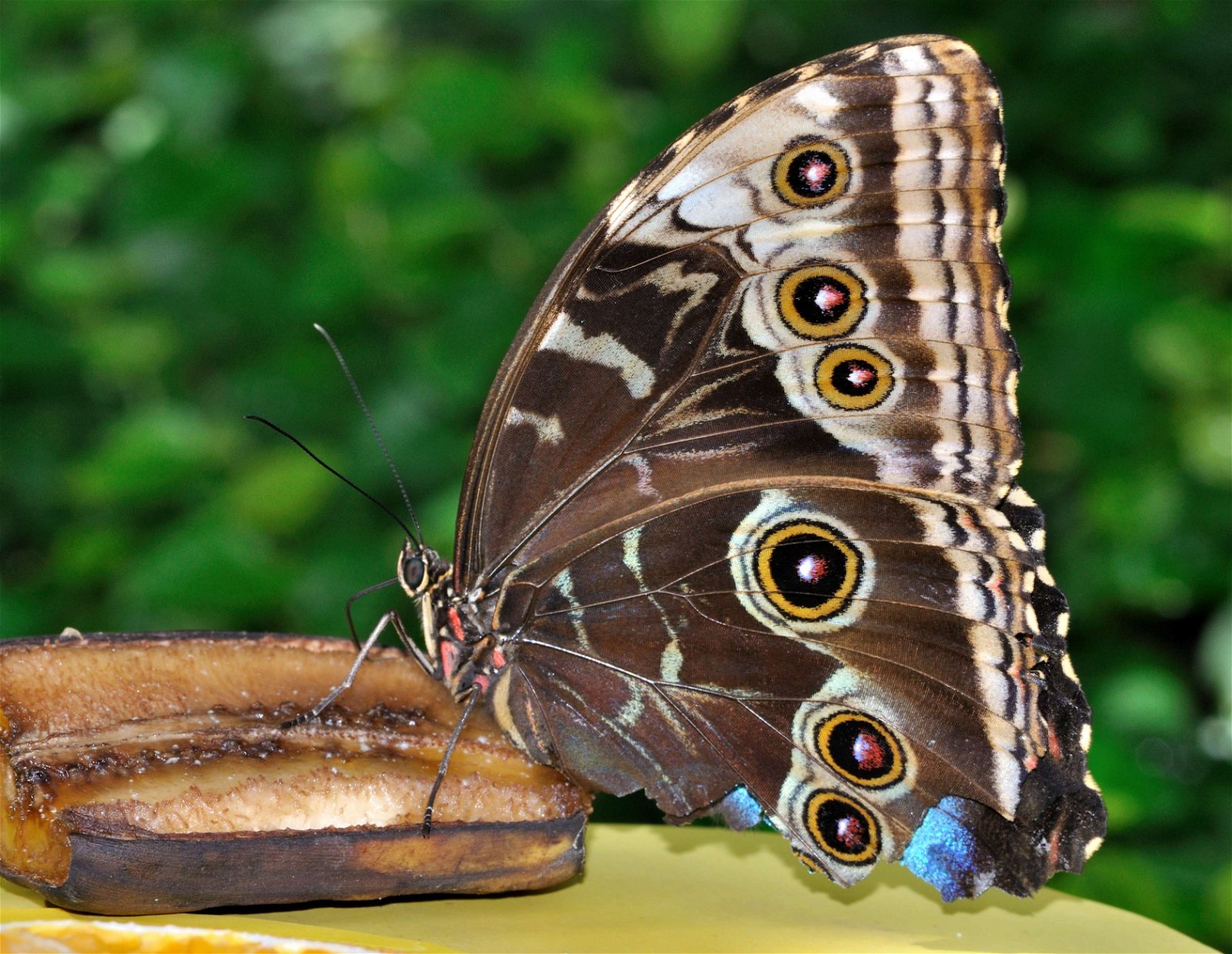 Wilhelma Zoologisch-Botanischer Garten