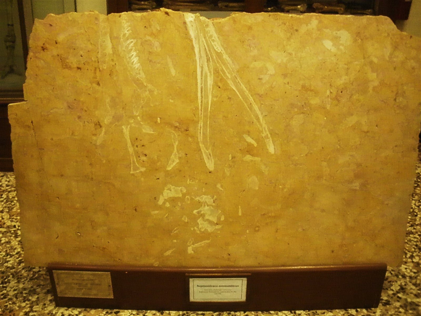 Museo Geologico Giovanni Capellini