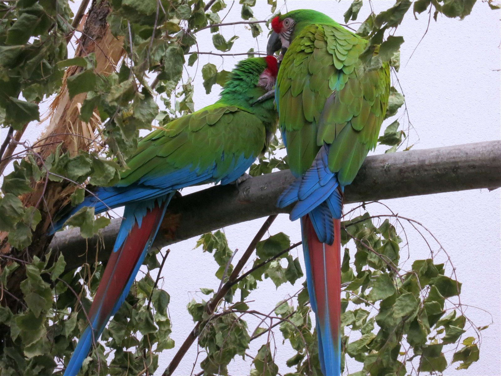 Berlin Zoological Garden