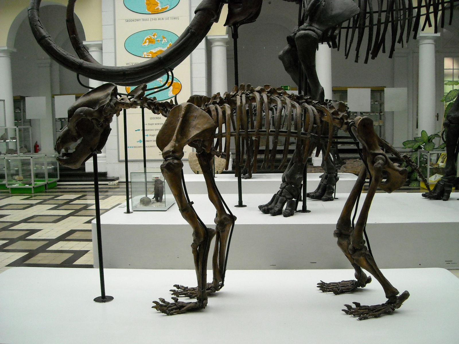 Geological Museum of the Polish Geological Institute