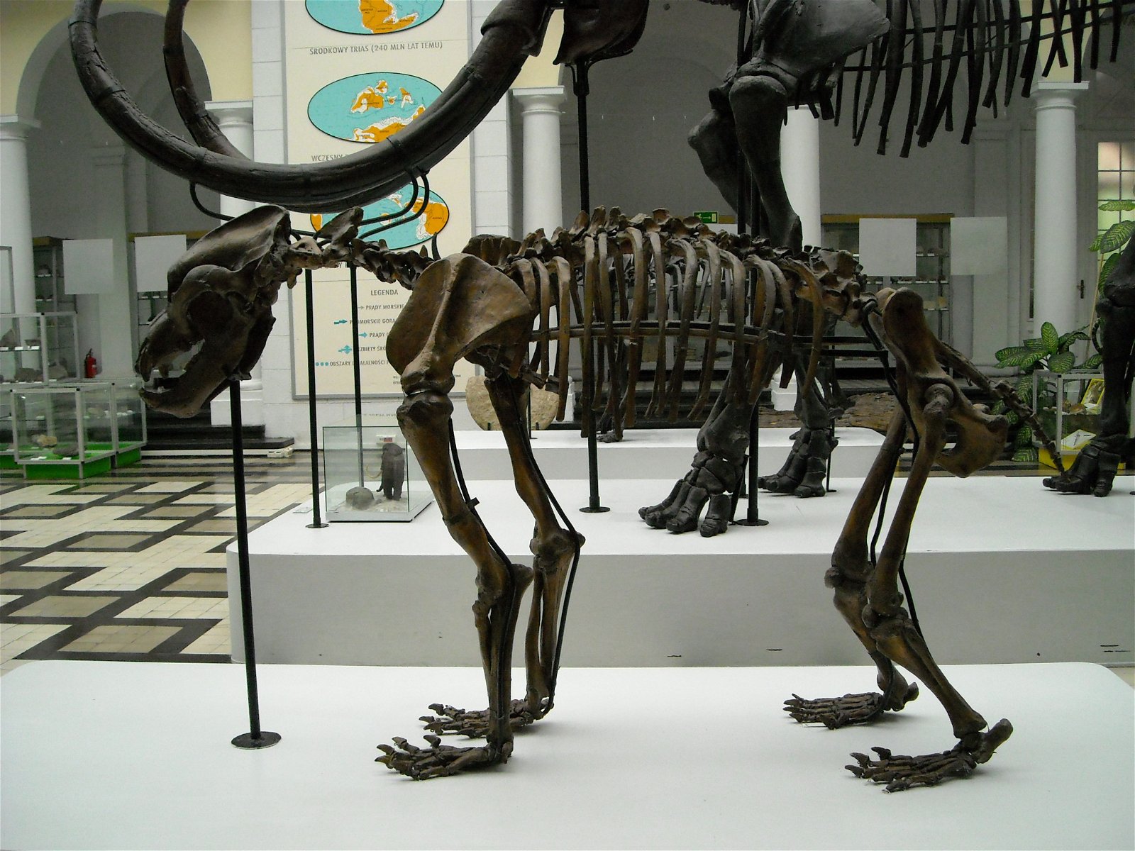 Geological Museum of the Polish Geological Institute