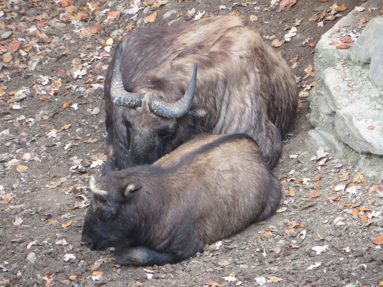 Bouillon Wildlife Park