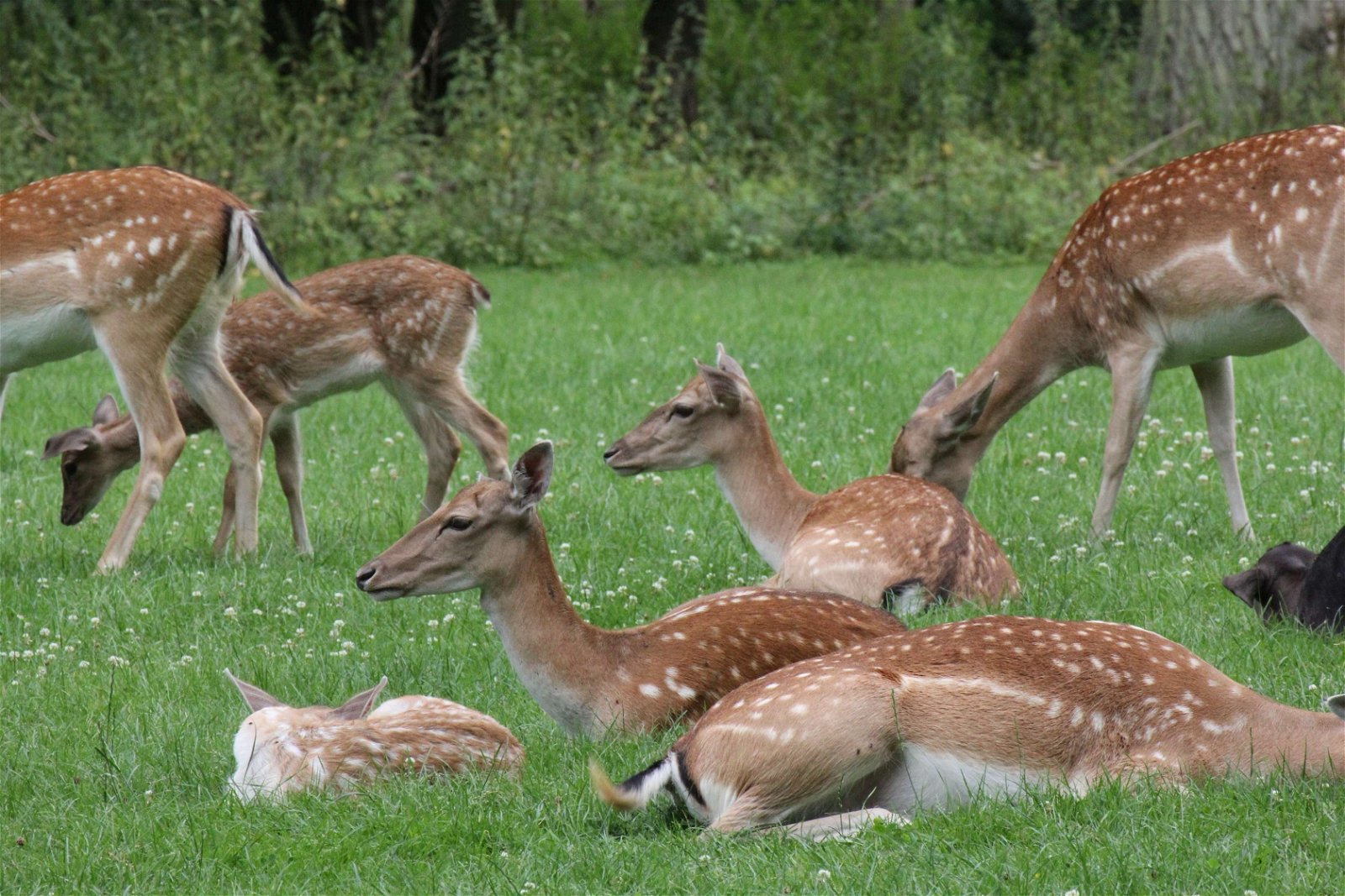Wildpark im Grafenberger Wald