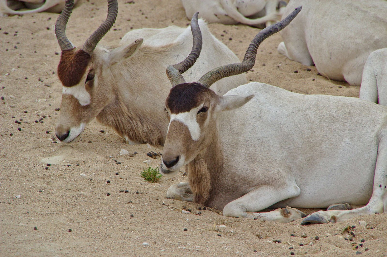Parc zoologique de Paris